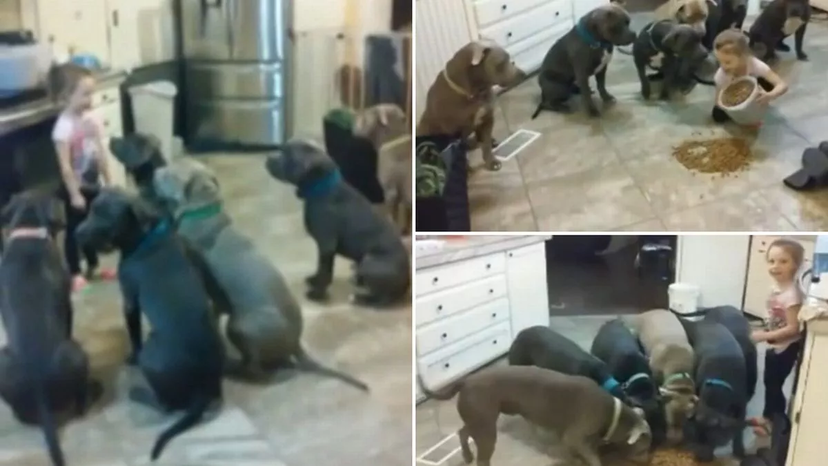 Dad Leaves Daughter Alone with 6 Pit Bulls — Mom Watches the Footage and Freezes