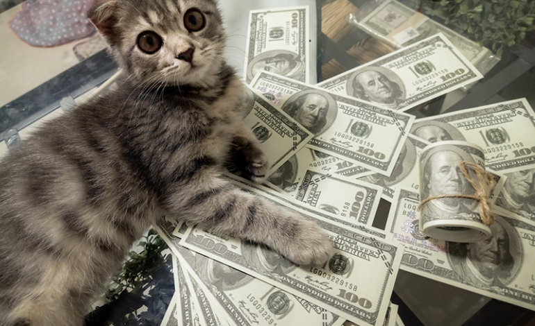 A Woman’s Cat Started Bringing Notes Daily — The Reason Touched Her Heart
