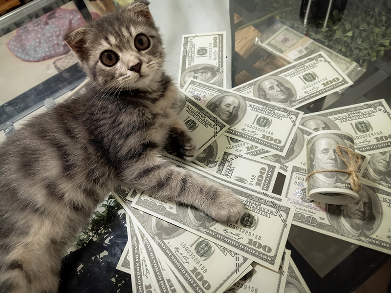 A Woman’s Cat Started Bringing Notes Daily — The Reason Touched Her Heart