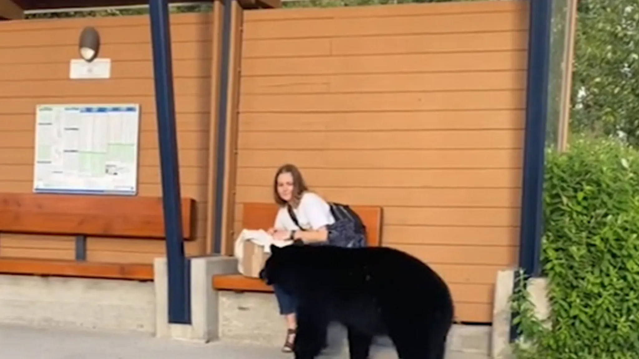 Woman Encounters Bear at Bus Stop — What Happened Next Was Completely Unexpected